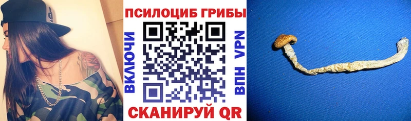 Псилоцибиновые грибы Psilocybine cubensis  Чкаловск 
